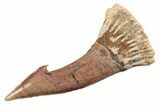 Fossil Sawfish (Onchopristis) Rostral Barb - Morocco #285529-1